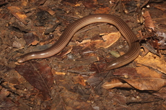 Brongersma's Worm Snake photo 2