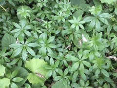 Galium odoratum
