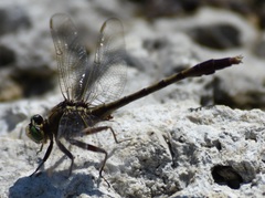 Arigomphus pallidus
