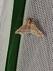 Phalaenophana pyramusalis