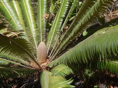 Dioon