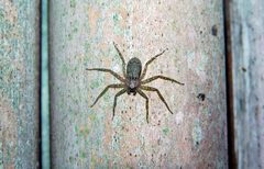 Siamspinops formosensis