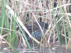 Pardirallus maculatus