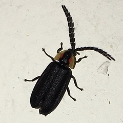 Lucidota atra