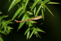 Miagrammopes orientalis