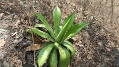 Agave cupreata