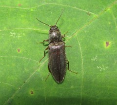 Dixicollis divaricatus