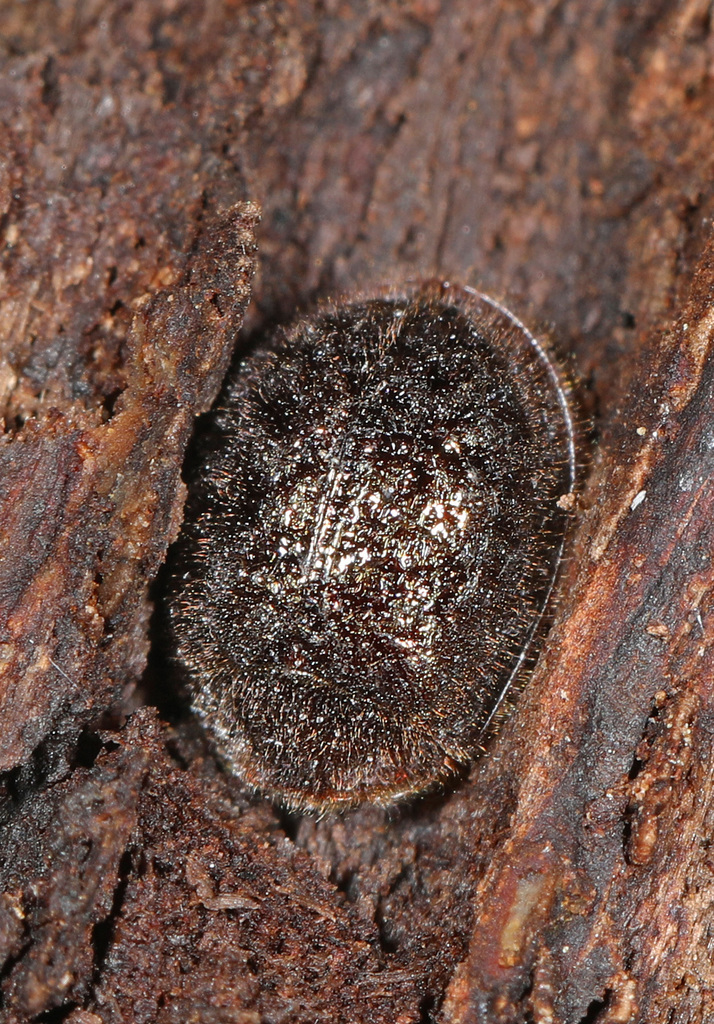Bark-gnawing Beetle