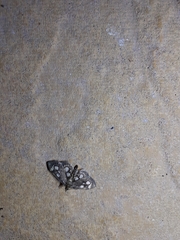 Anania coronata