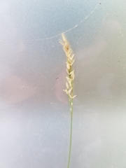 Piptatheropsis pungens