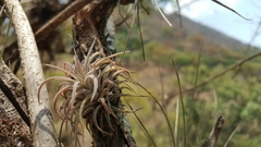 Tillandsia ionantha