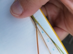 Piptatheropsis pungens