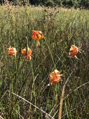 Lilium pardalinum pardalinum