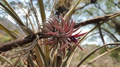 Tillandsia ionantha