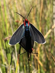 Ctenucha multifaria