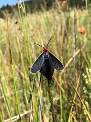 Ctenucha multifaria