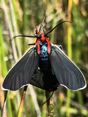 Ctenucha multifaria