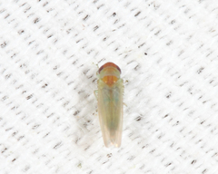 Coccineasca coccinea