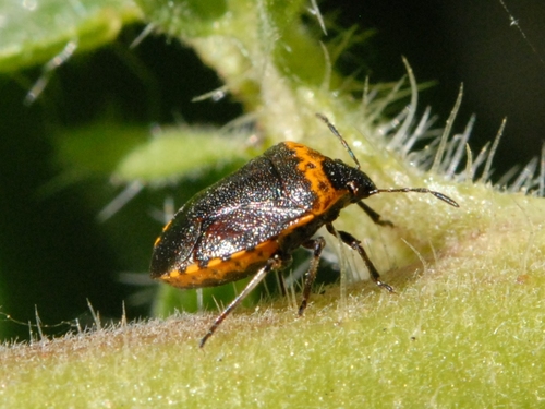 Cosmopepla uhleri photo 2