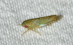 Doleranus longulus