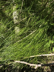 Carex gracilior