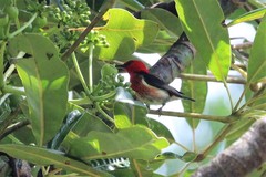 Myzomela caledonica
