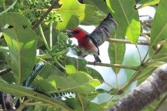 Myzomela caledonica