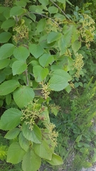 Viburnum carolinianum