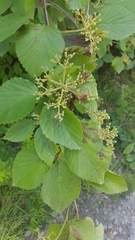 Viburnum carolinianum