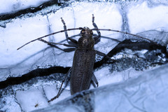 Stromatium longicorne