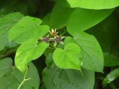 Gonolobus suberosus suberosus