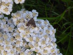 Anthophila fabriciana