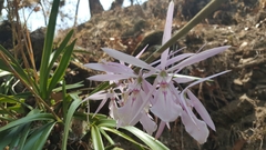Encyclia adenocaula