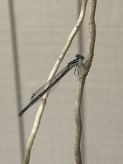 Enallagma divagans