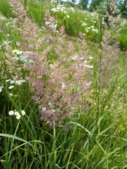 Calamagrostis epigejos