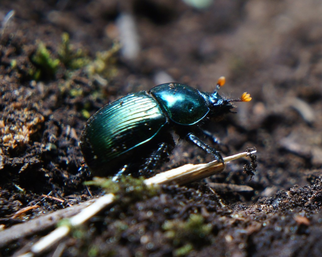 Halffterius rufoclavatus