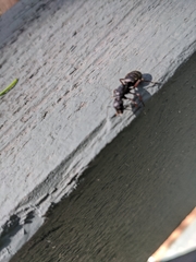 Camponotus modoc