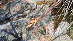 Tillandsia juncea