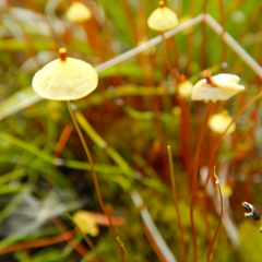 Splachnum luteum