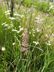 Calamagrostis epigejos