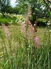 Calamagrostis epigejos