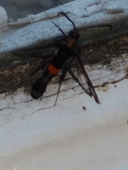 Synanthedon myopaeformis