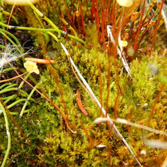 Splachnum luteum