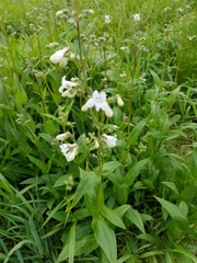 Penstemon