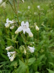 Penstemon