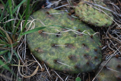 Opuntia humifusa