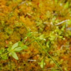 Stellaria borealis