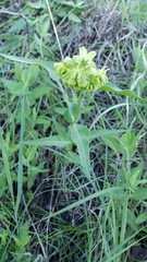 Asclepias meadii