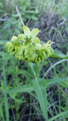 Asclepias meadii