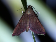 Stromatium longicorne